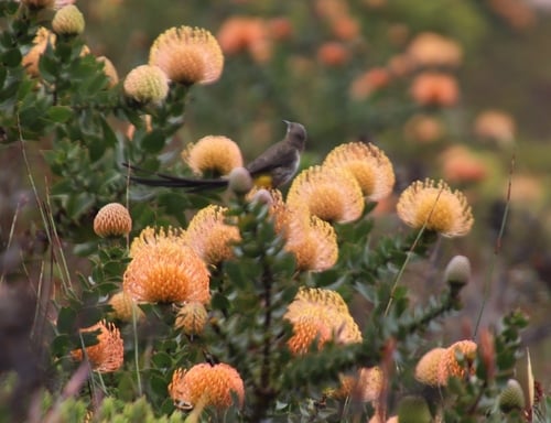 Pincushion