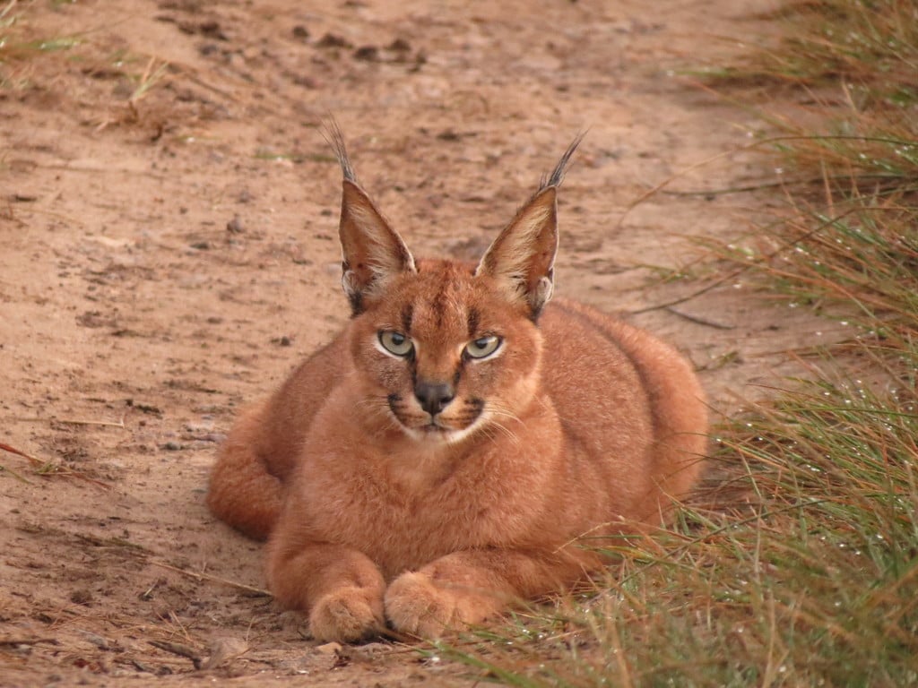 Caracal