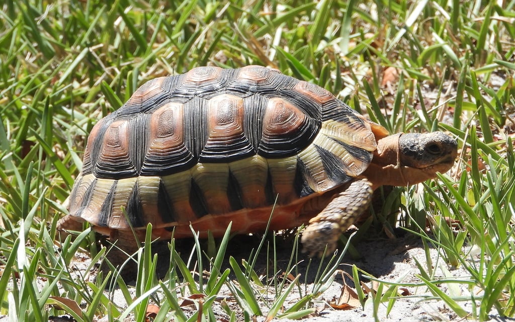 Angulate Tortoise