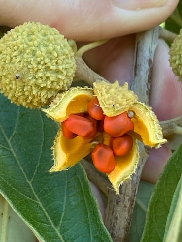 Wild Peach