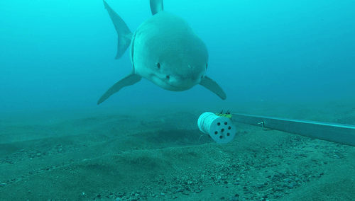 Great White Shark