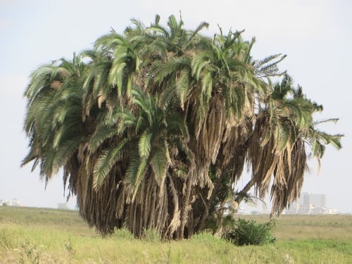 Wild Date Palm