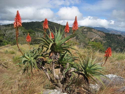 Krantz Aloe