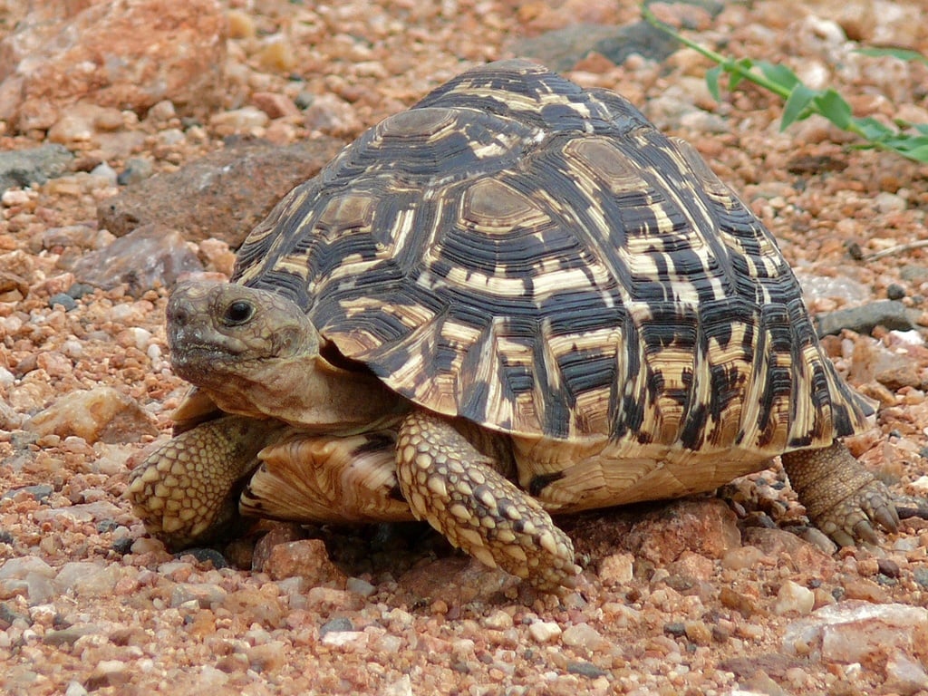 Leopard Tortoise