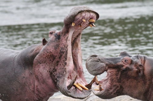 Hippopotamus