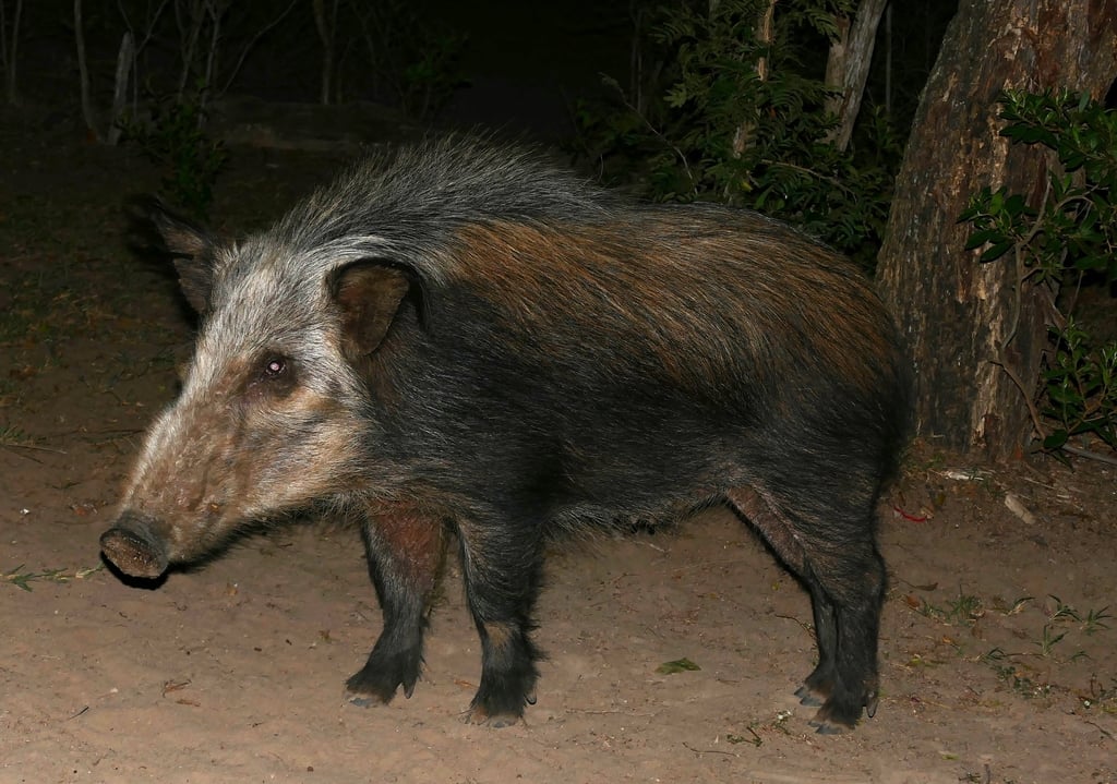 Bushpig