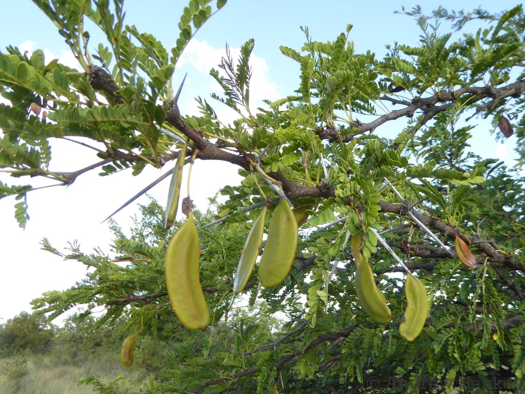 Brack Thorn
