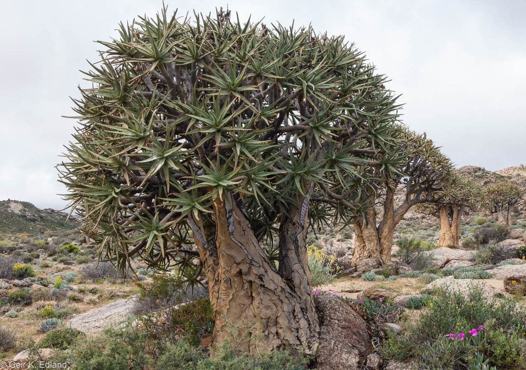 Quiver Tree