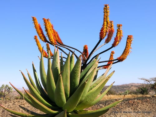 Mountain Aloe