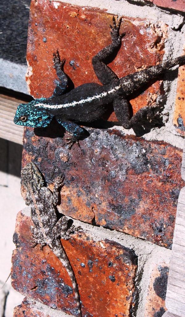 Southern Rock Agama