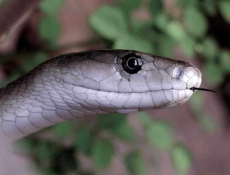 Black Mamba