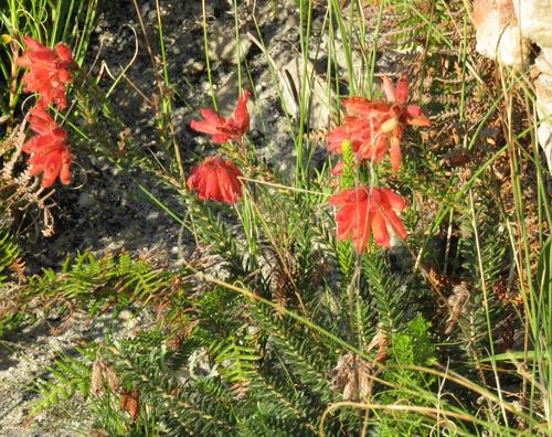Red Crassula Heath
