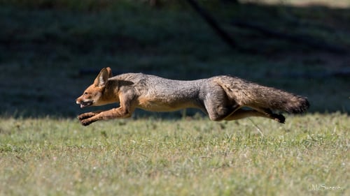Cape Fox