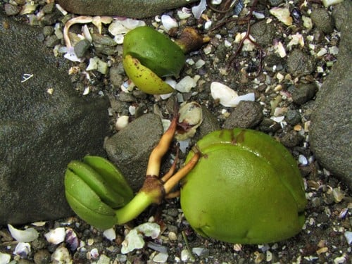 White Mangrove