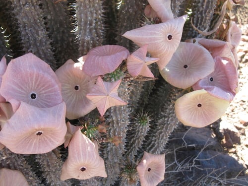 Hoodia
