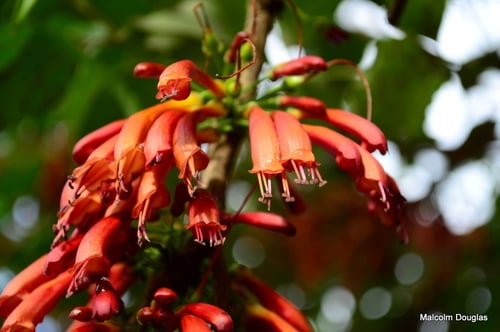 Tree Fuchsia