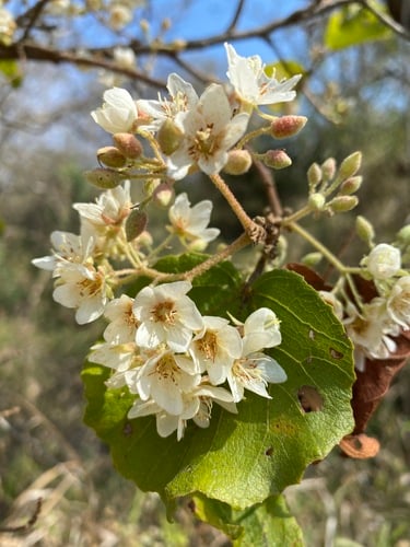 Wild Pear