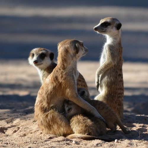 Meerkat