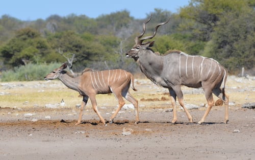 Greater Kudu