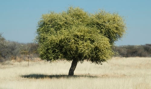 Shepherd’s Tree
