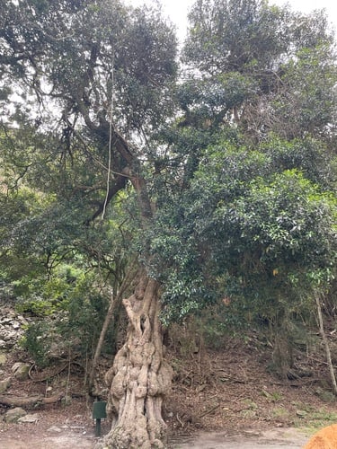 White Milkwood