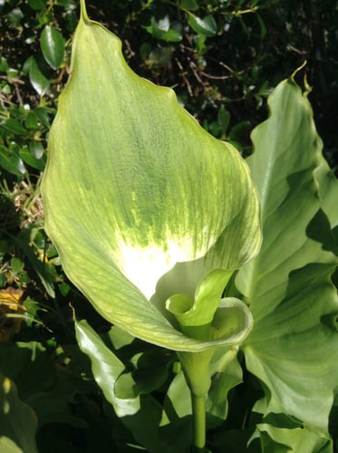 Arum Lily