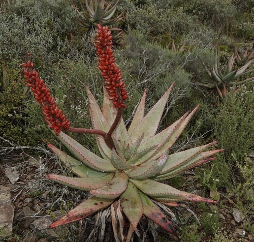 Bitter Aloe