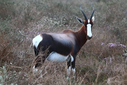 Bontebok