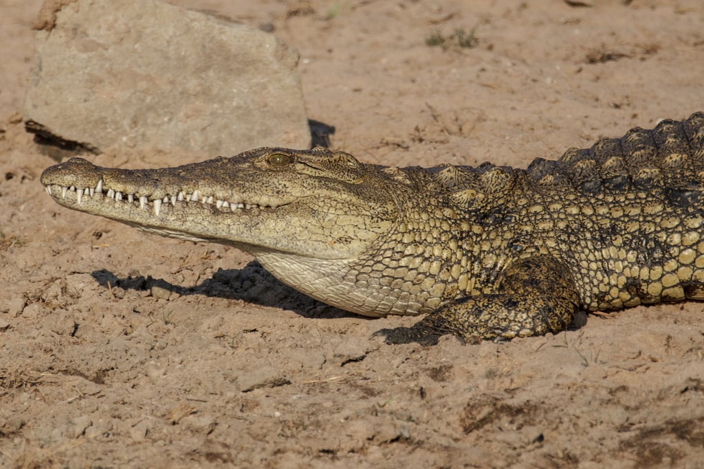 Nile Crocodile