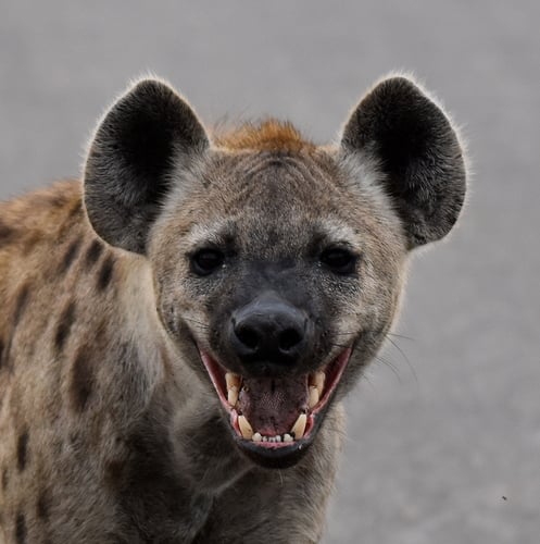Spotted Hyena