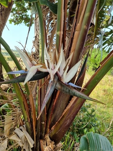 Wild Banana