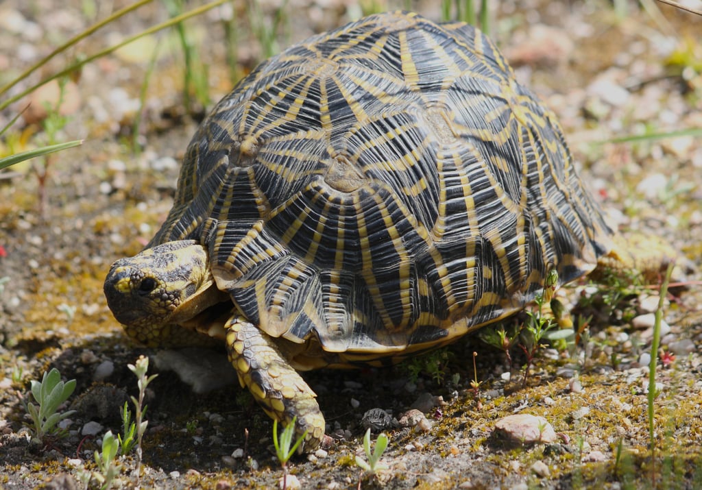 Geometric Tortoise