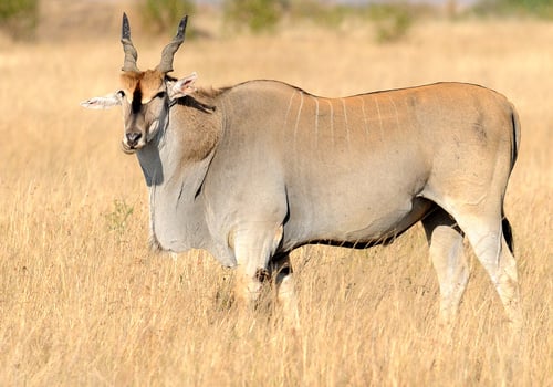 Common Eland