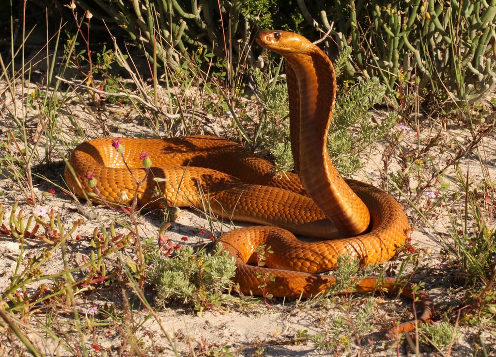Cape Cobra