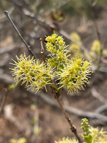 Red Bushwillow