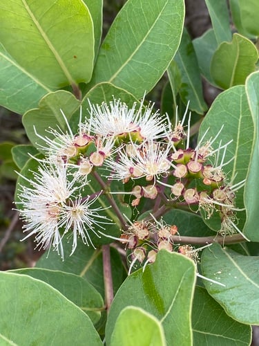 Water Berry