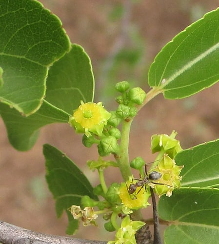 Buffalo Thorn