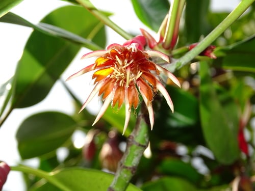 Black Mangrove