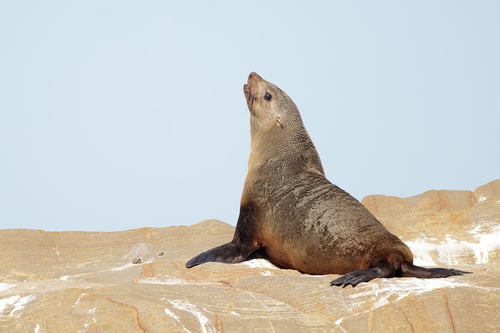 Cape Fur Seal