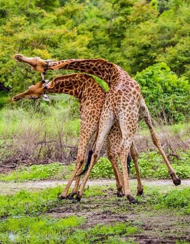 Giraffe