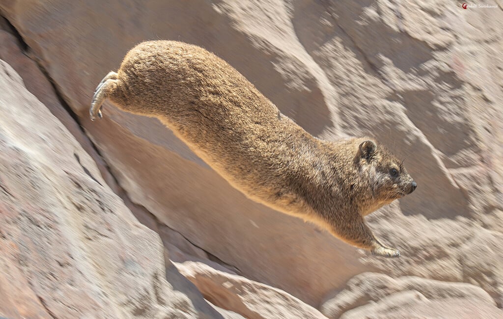 Rock Hyrax (Dassie)