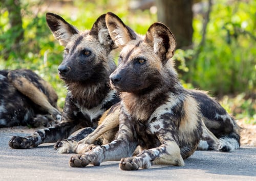 African Wild Dog