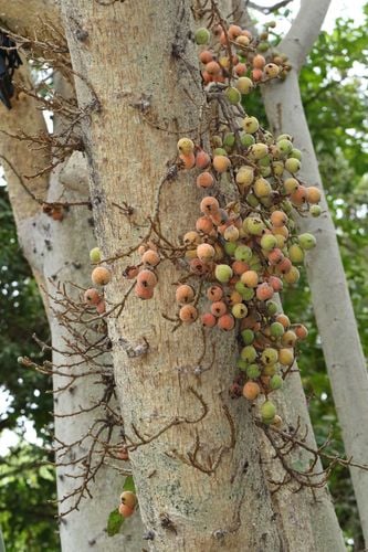 Sycamore Fig