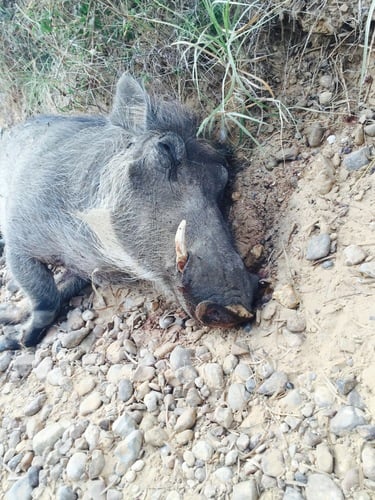 Warthog