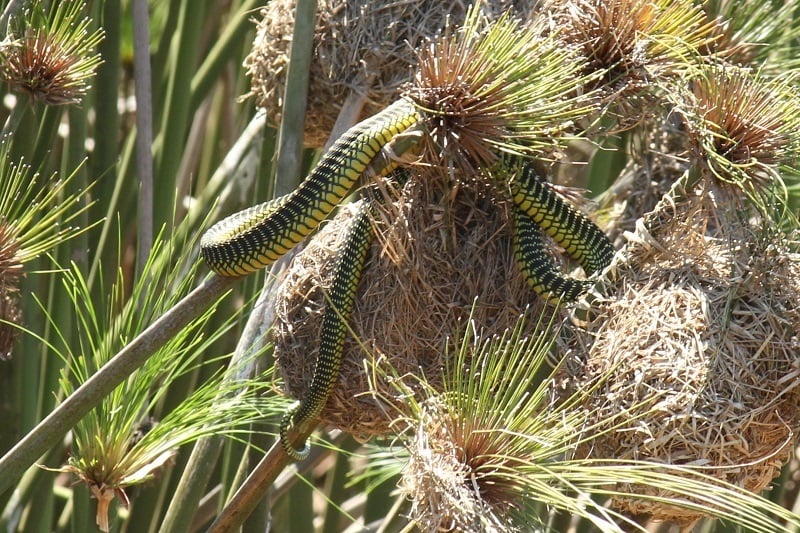 Boomslang