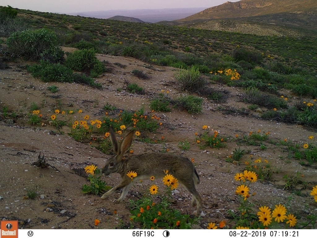 Scrub Hare