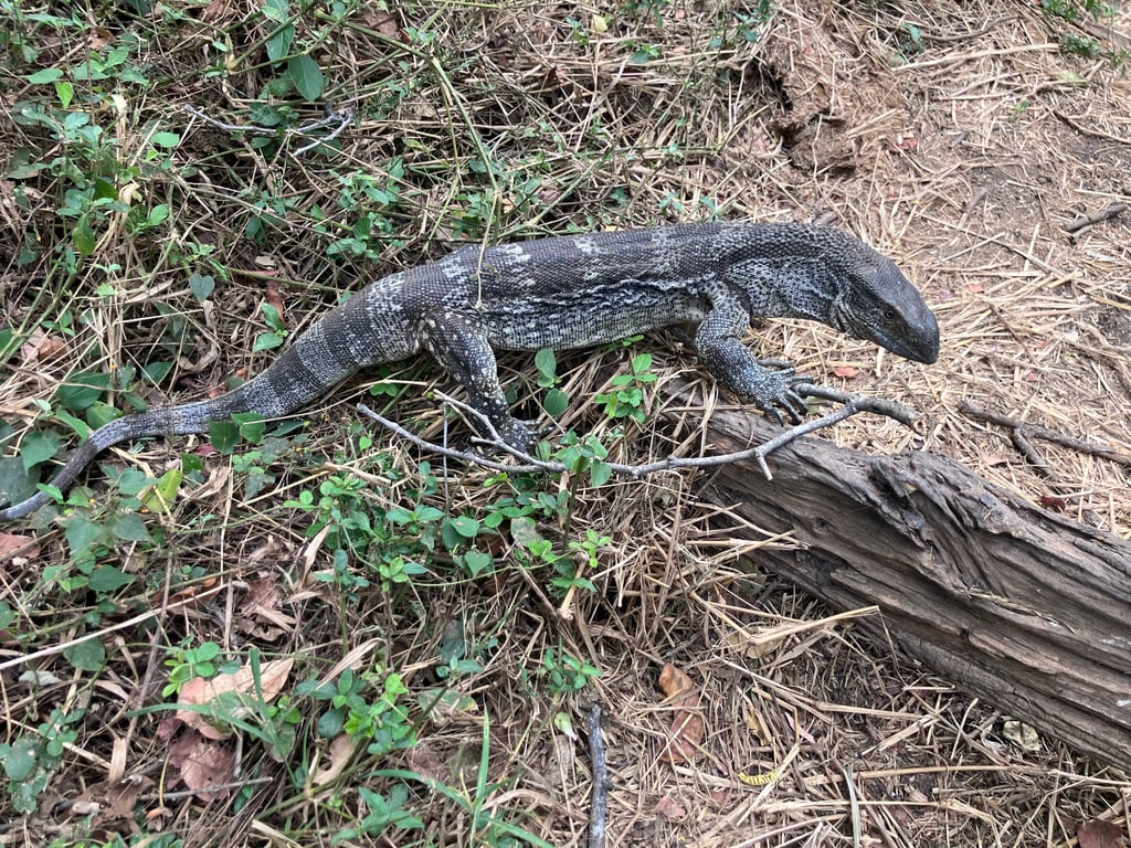 Rock Monitor
