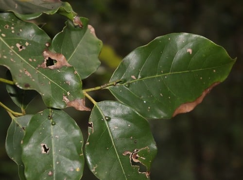 Stinkwood