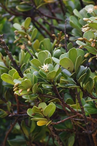 Coastal Red Milkwood