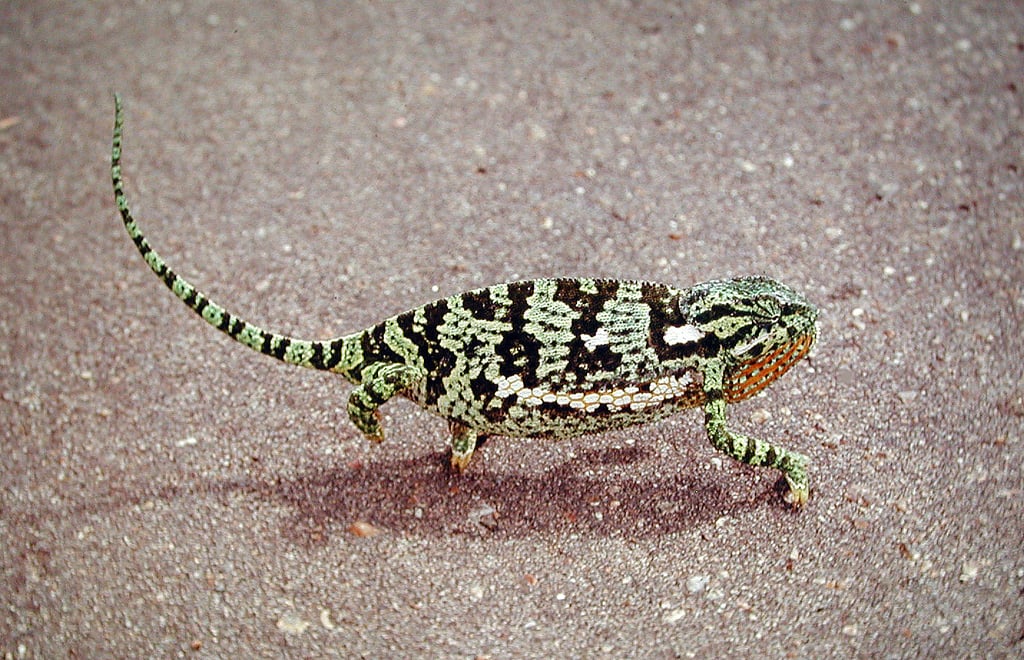 Flap-necked Chameleon